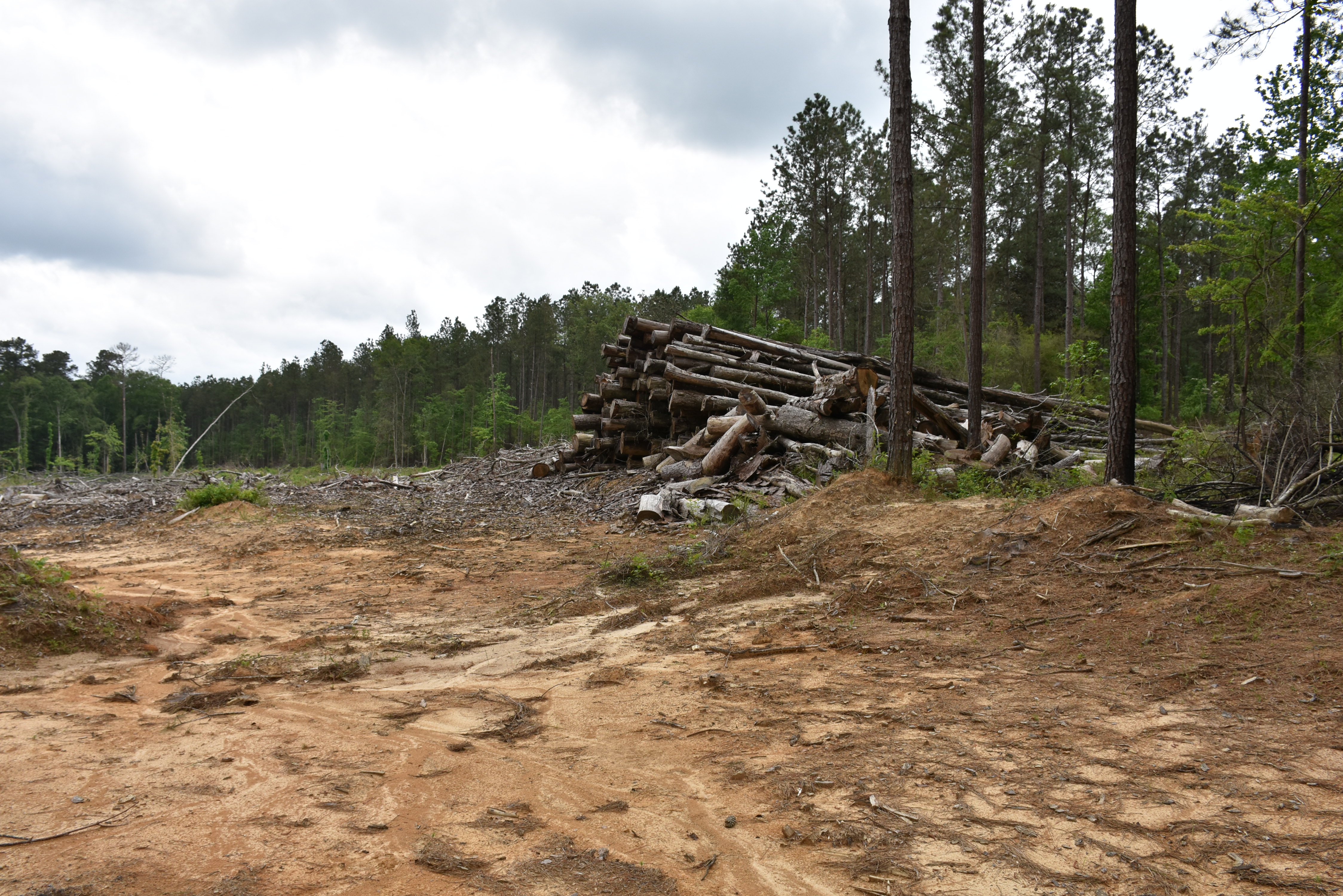 Renewal, restoration of timberland to be discussed at forestry forum